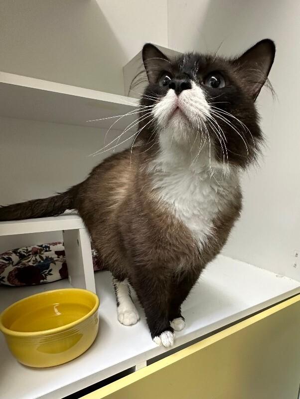 Enlarge Beans, a Adoptable Domestic Medium Hair in Haines, AK image 3/4