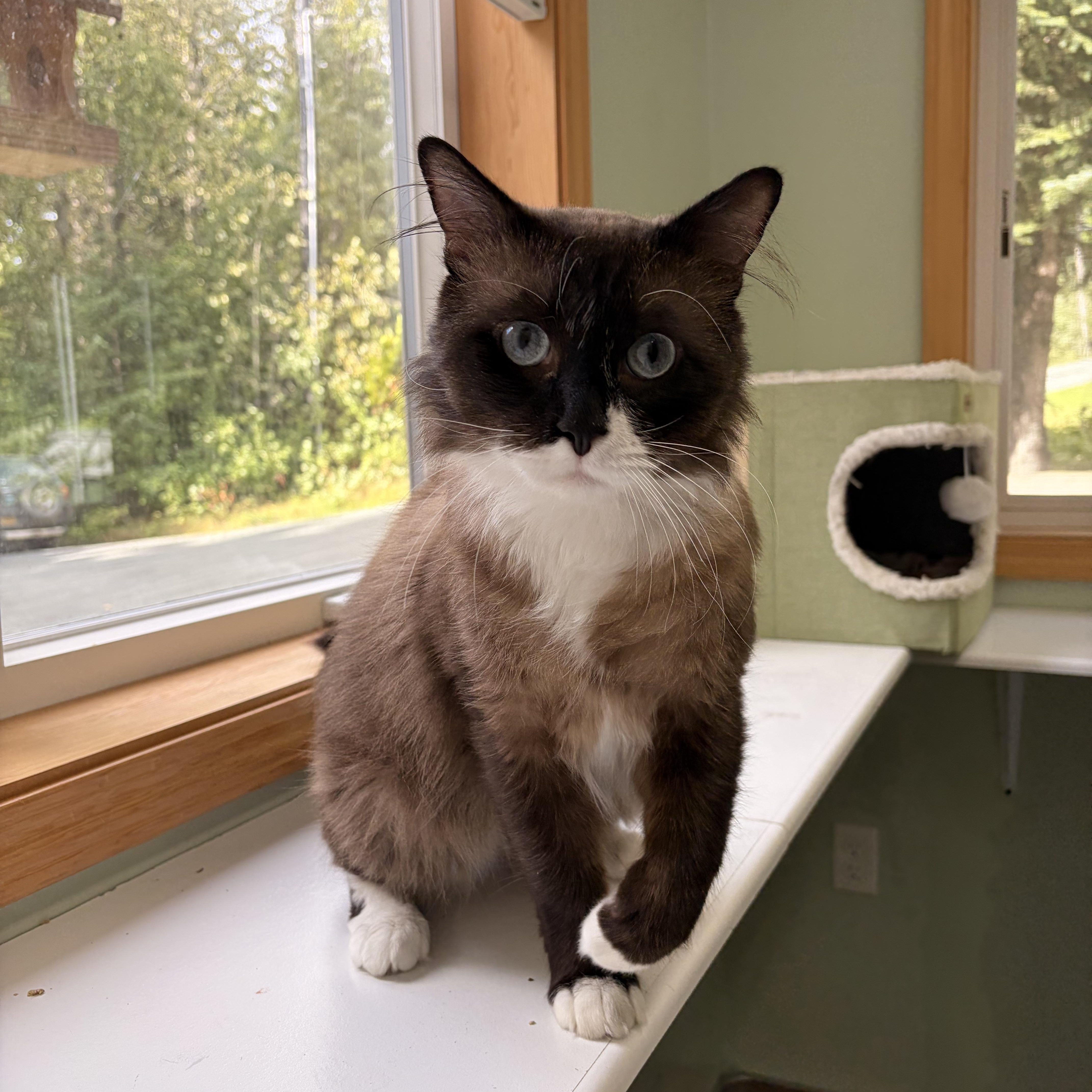 Enlarge Beans, a Adoptable Domestic Medium Hair in Haines, AK image 2/4
