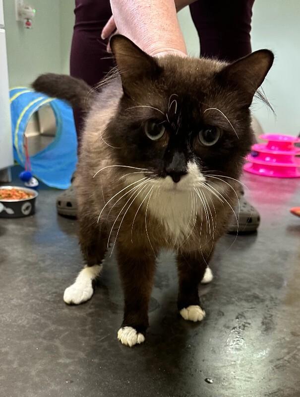 Enlarge Beans, a Adoptable Domestic Medium Hair in Haines, AK image 4/4