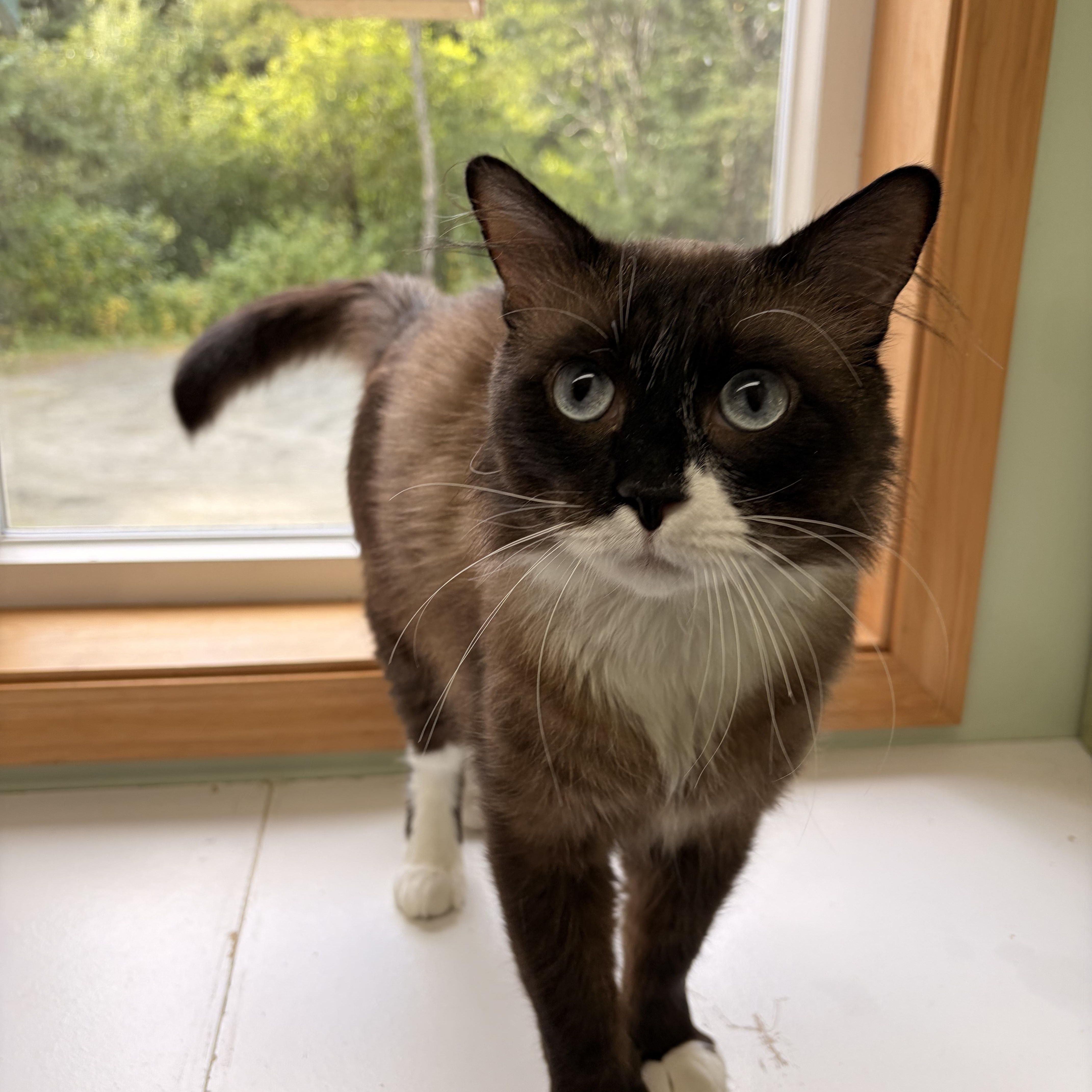 Enlarge Beans, a Adoptable Domestic Medium Hair in Haines, AK image 1/4