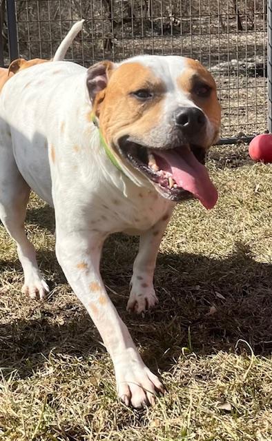 Enlarge Iris, a Adoptable mixed breed in Burlington, WI image 1/3