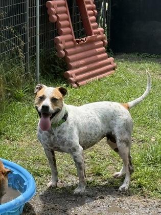 Iris, Adoptable, Adult Female Boxer & American Bulldog.