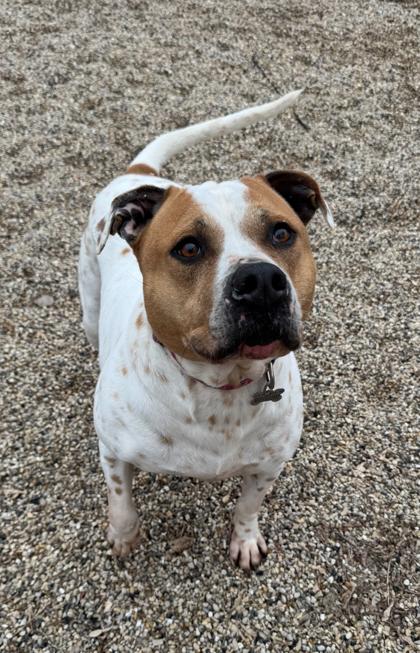Iris, Adoptable, Adult Female Boxer & American Bulldog.
