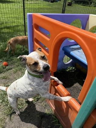 Enlarge Iris, a Adoptable mixed breed in Burlington, WI image 1/3