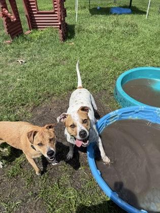 Iris, Adoptable, Adult Female Boxer & American Bulldog.