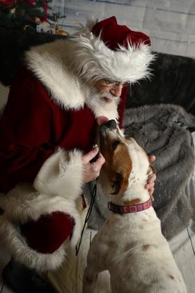 Enlarge Iris, a Adoptable mixed breed in Burlington, WI image 2/3