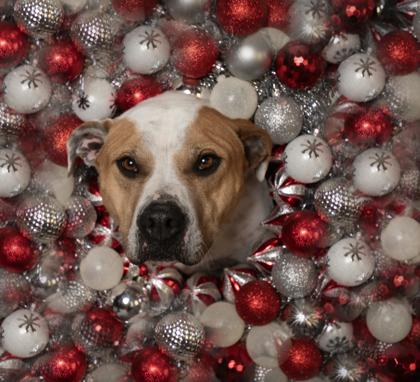 Enlarge Iris, a Adoptable mixed breed in Burlington, WI image 3/3