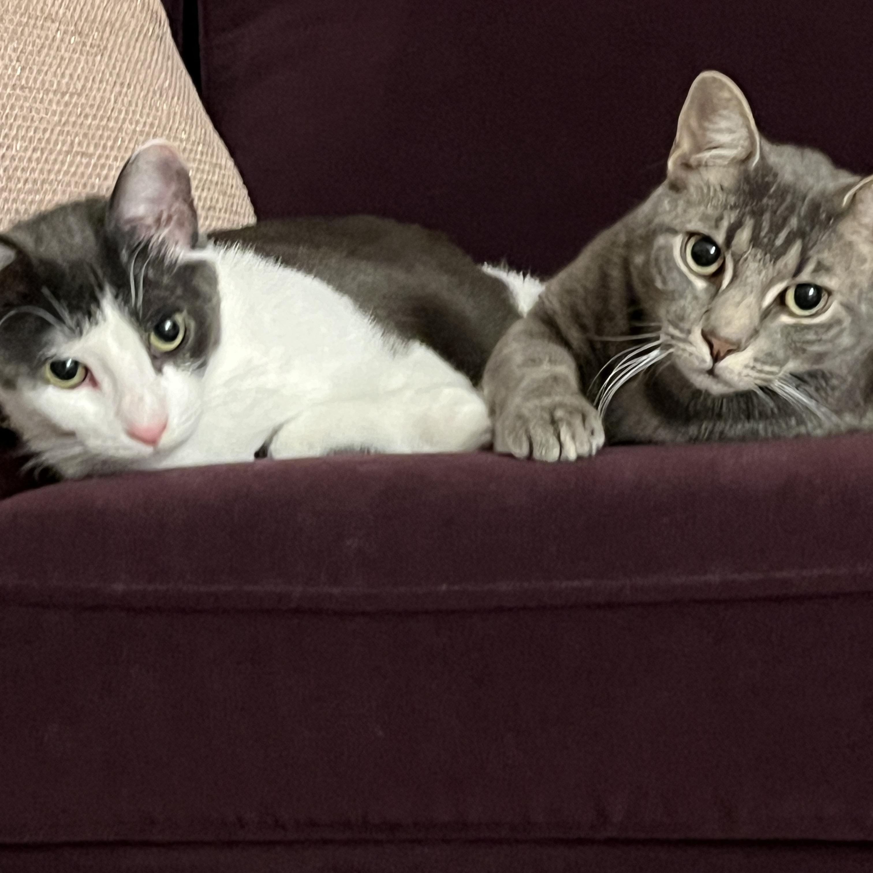 Enlarge Art and Trig, a ADOPTABLE Domestic Short Hair in Brooklyn, NY image 3/6