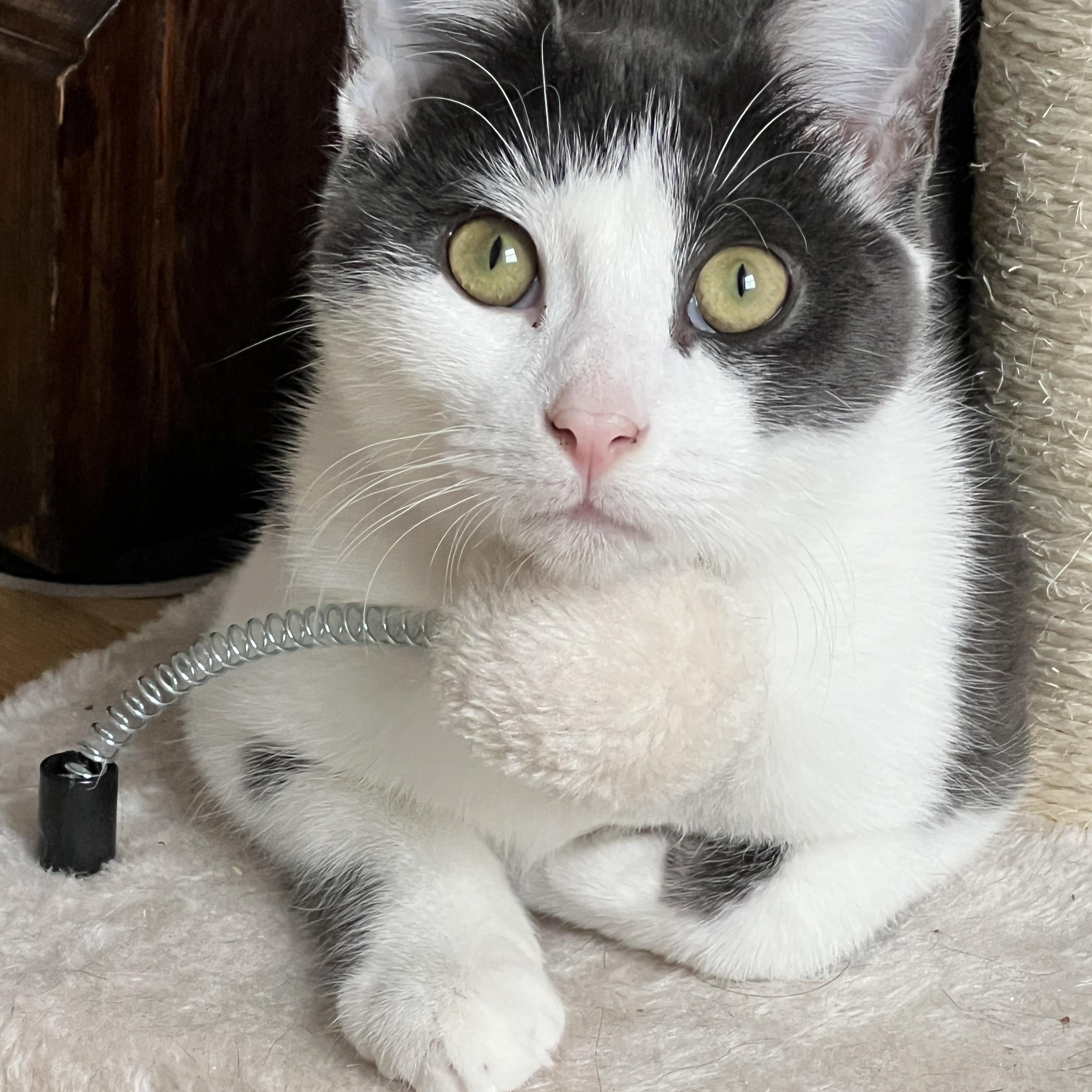 Enlarge Art and Trig, a ADOPTABLE Domestic Short Hair in Brooklyn, NY image 1/6