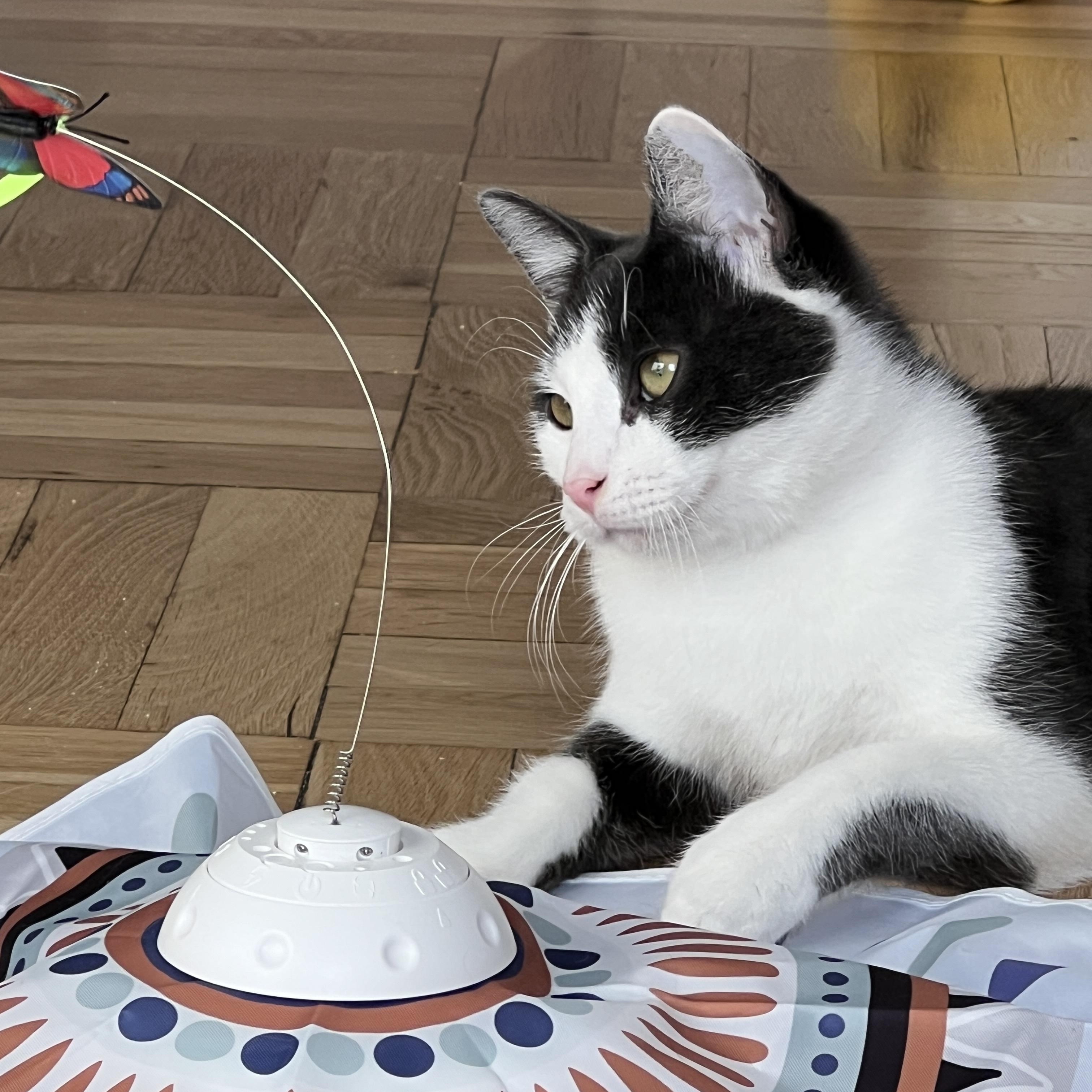 Enlarge Art and Trig, a ADOPTABLE Domestic Short Hair in Brooklyn, NY image 5/6