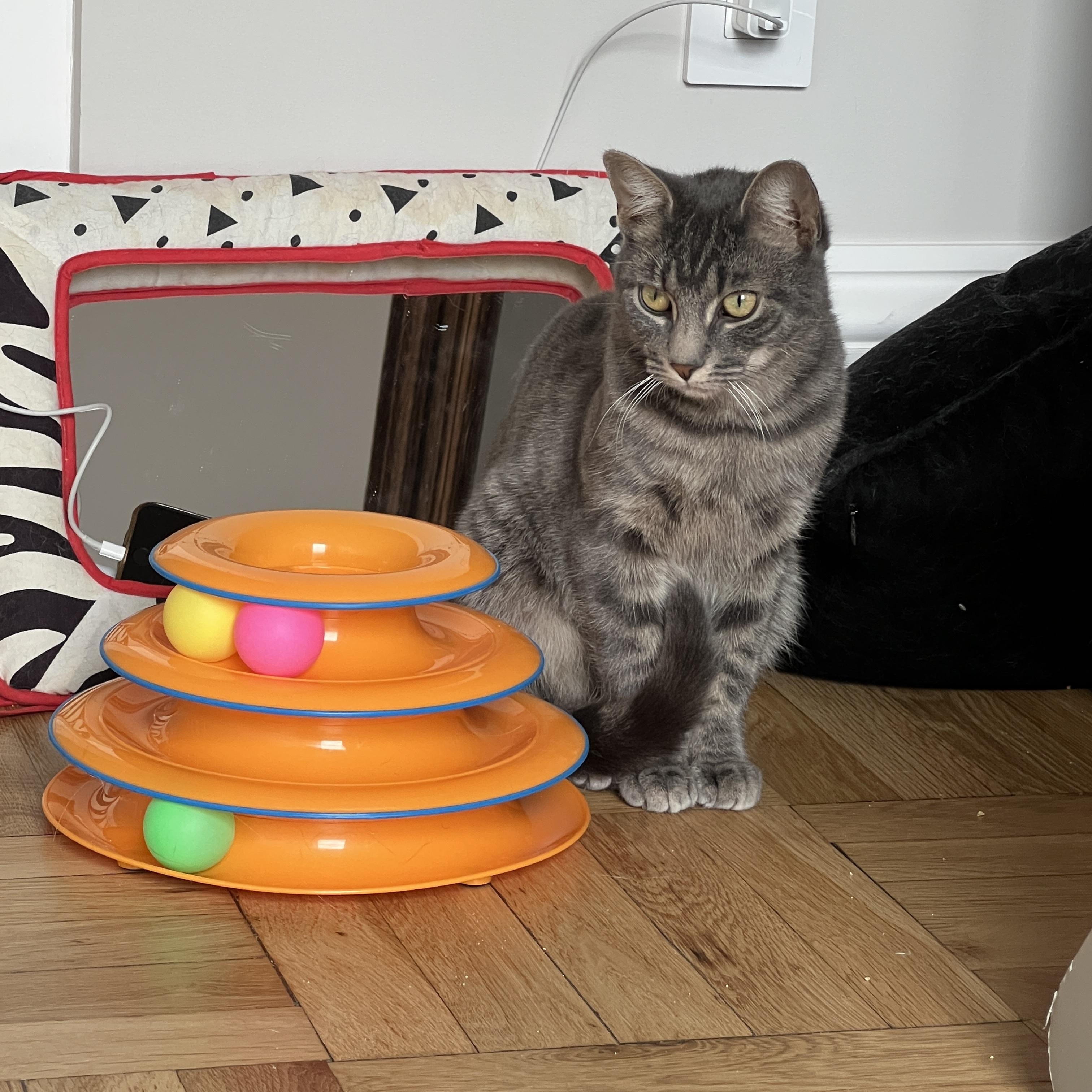 Enlarge Art and Trig, a ADOPTABLE Domestic Short Hair in Brooklyn, NY image 3/6