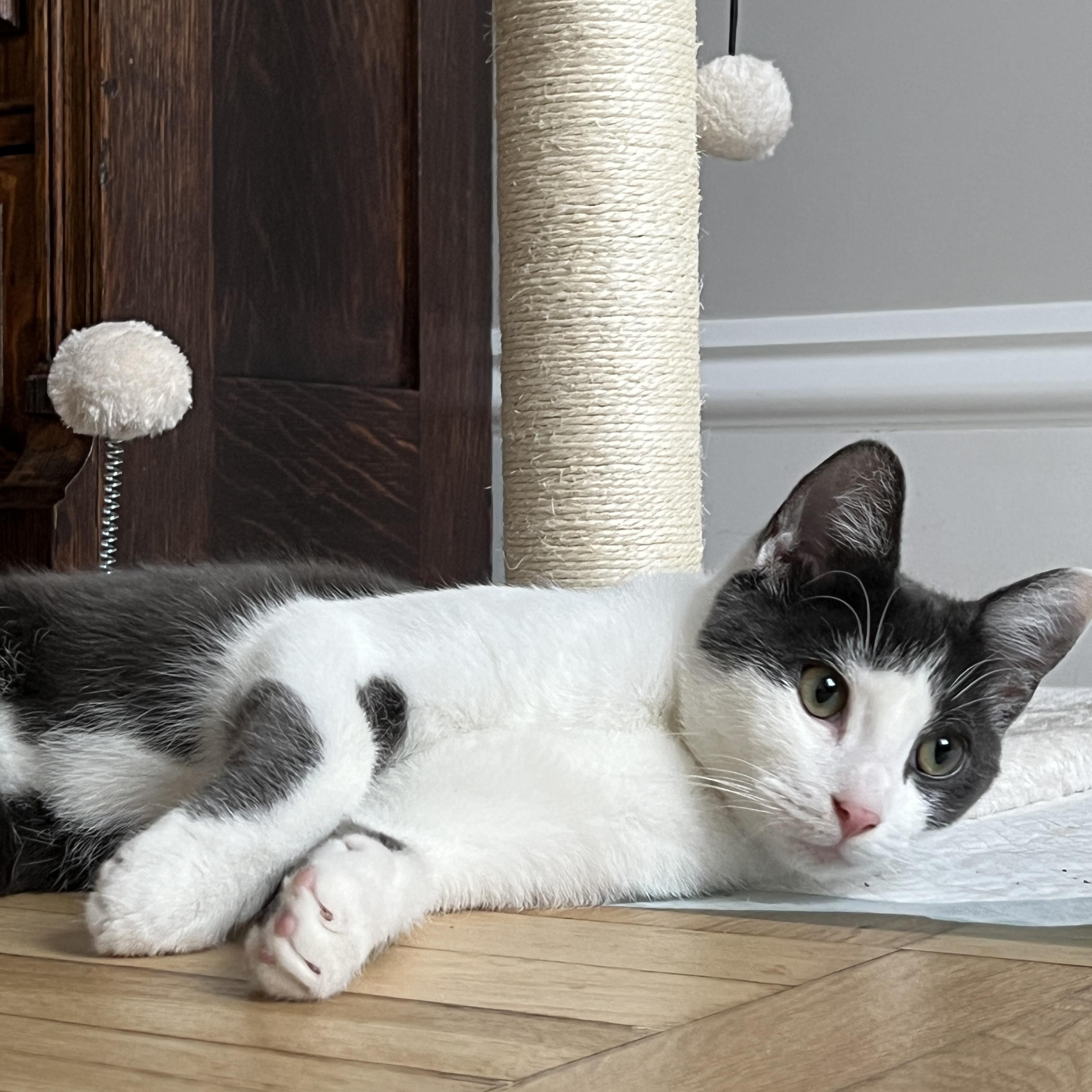 Enlarge Art and Trig, a ADOPTABLE Domestic Short Hair in Brooklyn, NY image 6/6