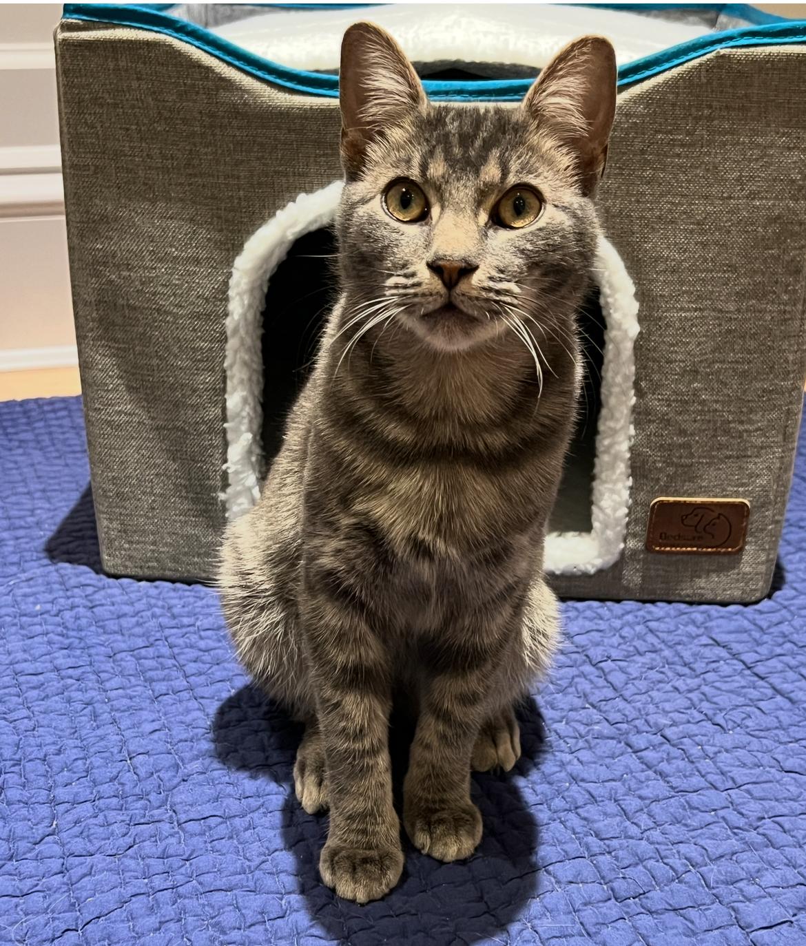 Enlarge Art and Trig, a ADOPTABLE Domestic Short Hair in Brooklyn, NY image 2/6