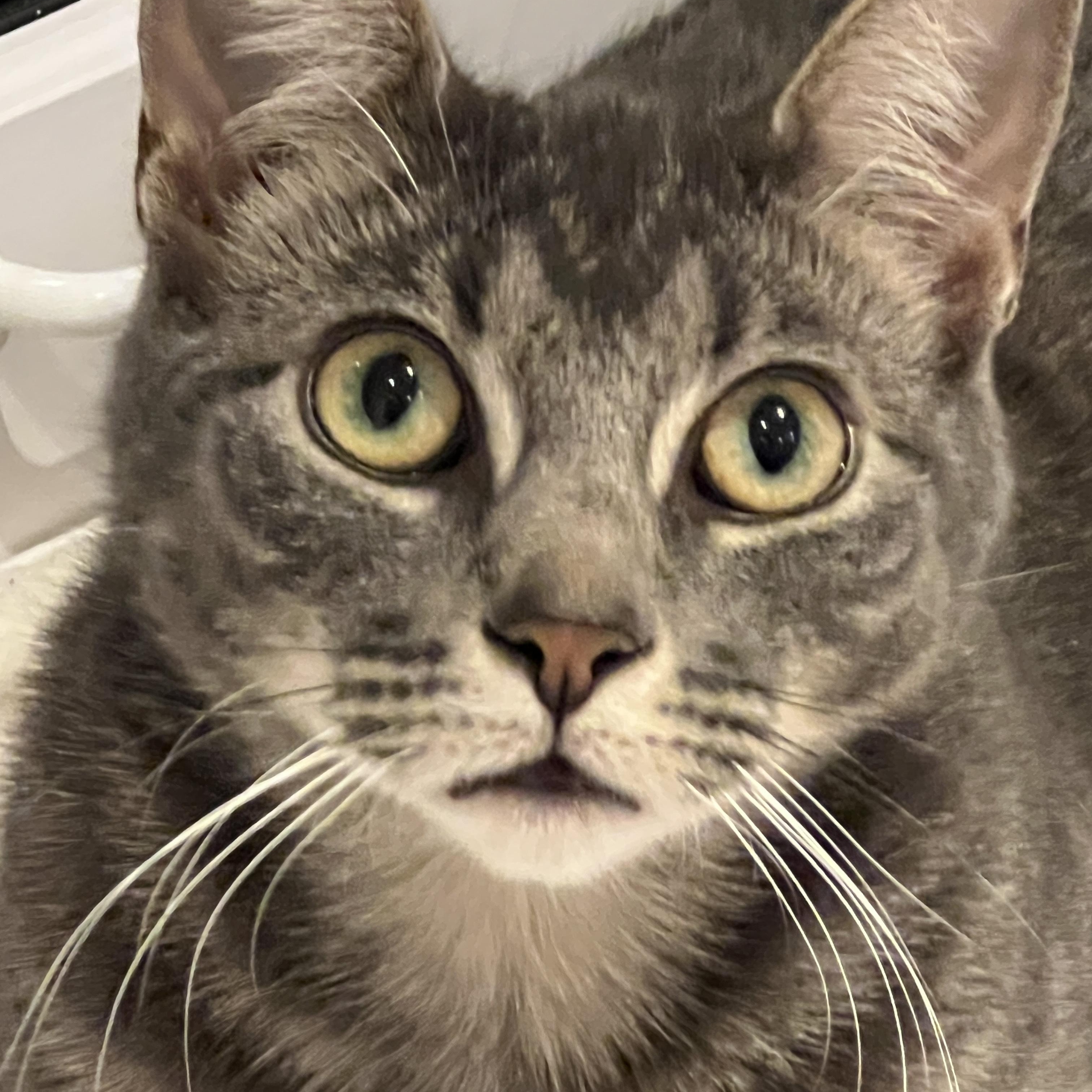 Enlarge Art and Trig, a ADOPTABLE Domestic Short Hair in Brooklyn, NY image 6/6