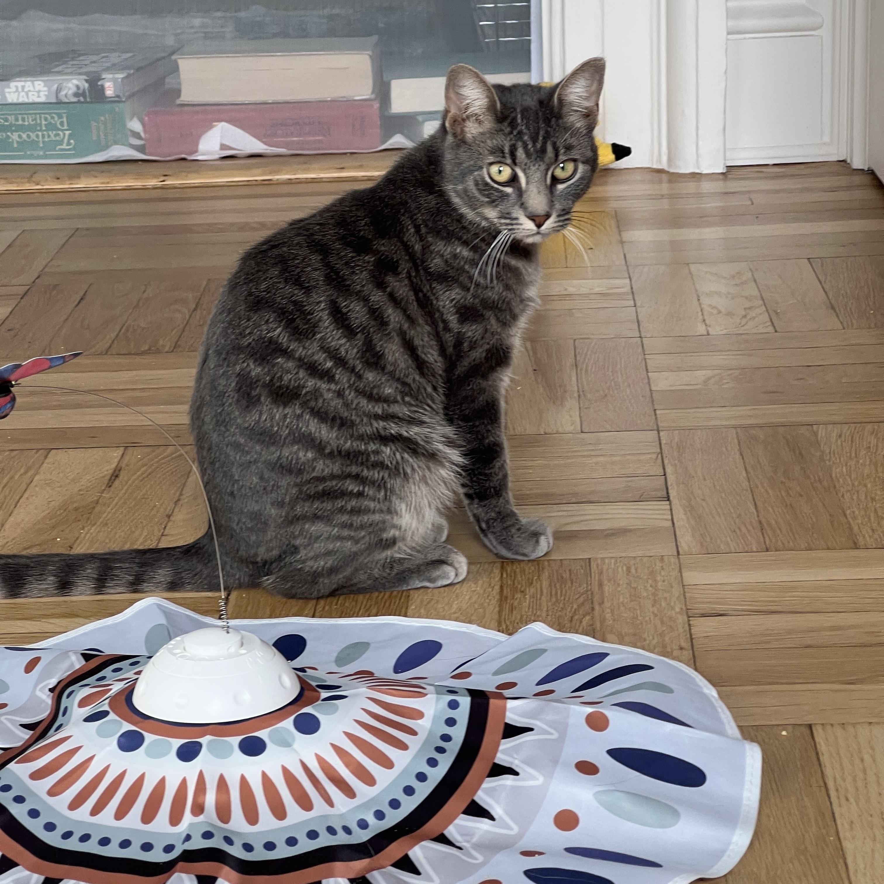 Enlarge Art and Trig, a ADOPTABLE Domestic Short Hair in Brooklyn, NY image 4/6