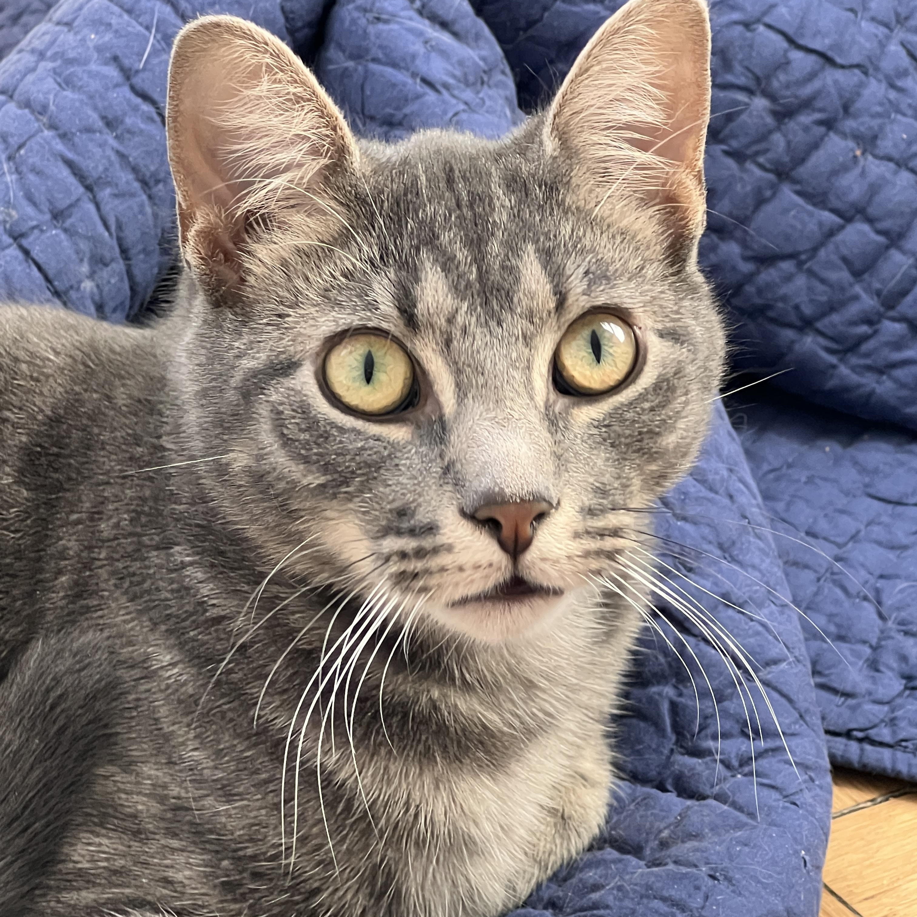 Enlarge Art and Trig, a ADOPTABLE Domestic Short Hair in Brooklyn, NY image 2/6