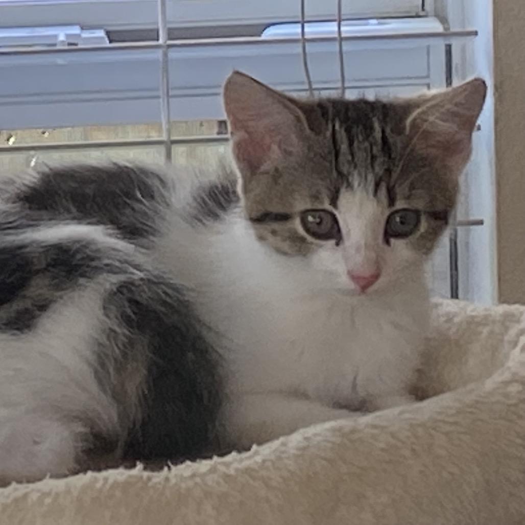 Liberty A26-158, Adoptable, Kitten Female Domestic Short Hair.