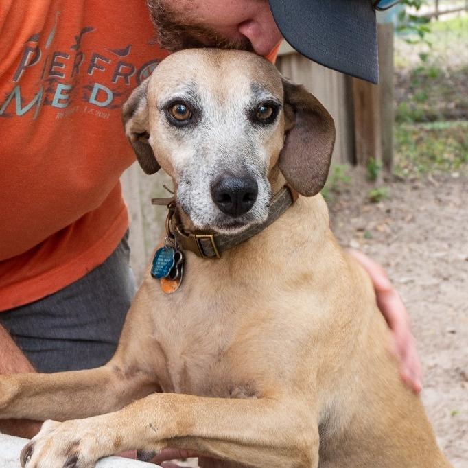 Etta, Adoptable, Senior Female Black Mouth Cur.