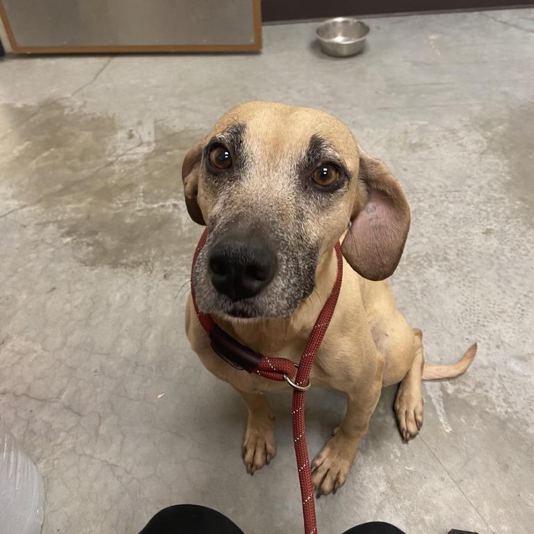 Enlarge Etta, a Adoptable Black Mouth Cur in Fulton, TX image 3/4