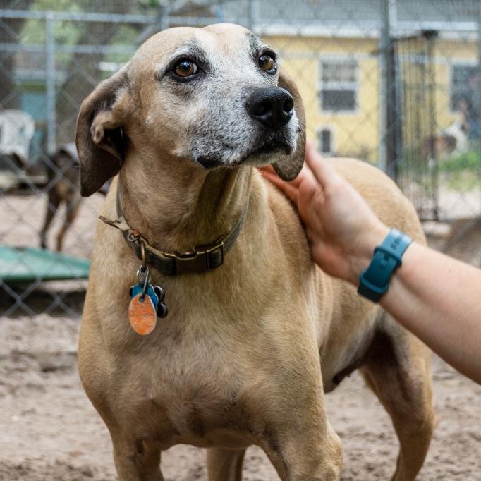 Enlarge Etta, a Adoptable Black Mouth Cur in Fulton, TX image 4/4