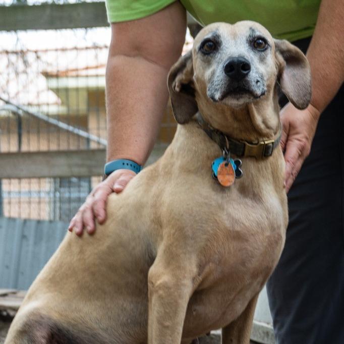 Etta, a Adoptable Black Mouth Cur in Fulton, TX image 4/4