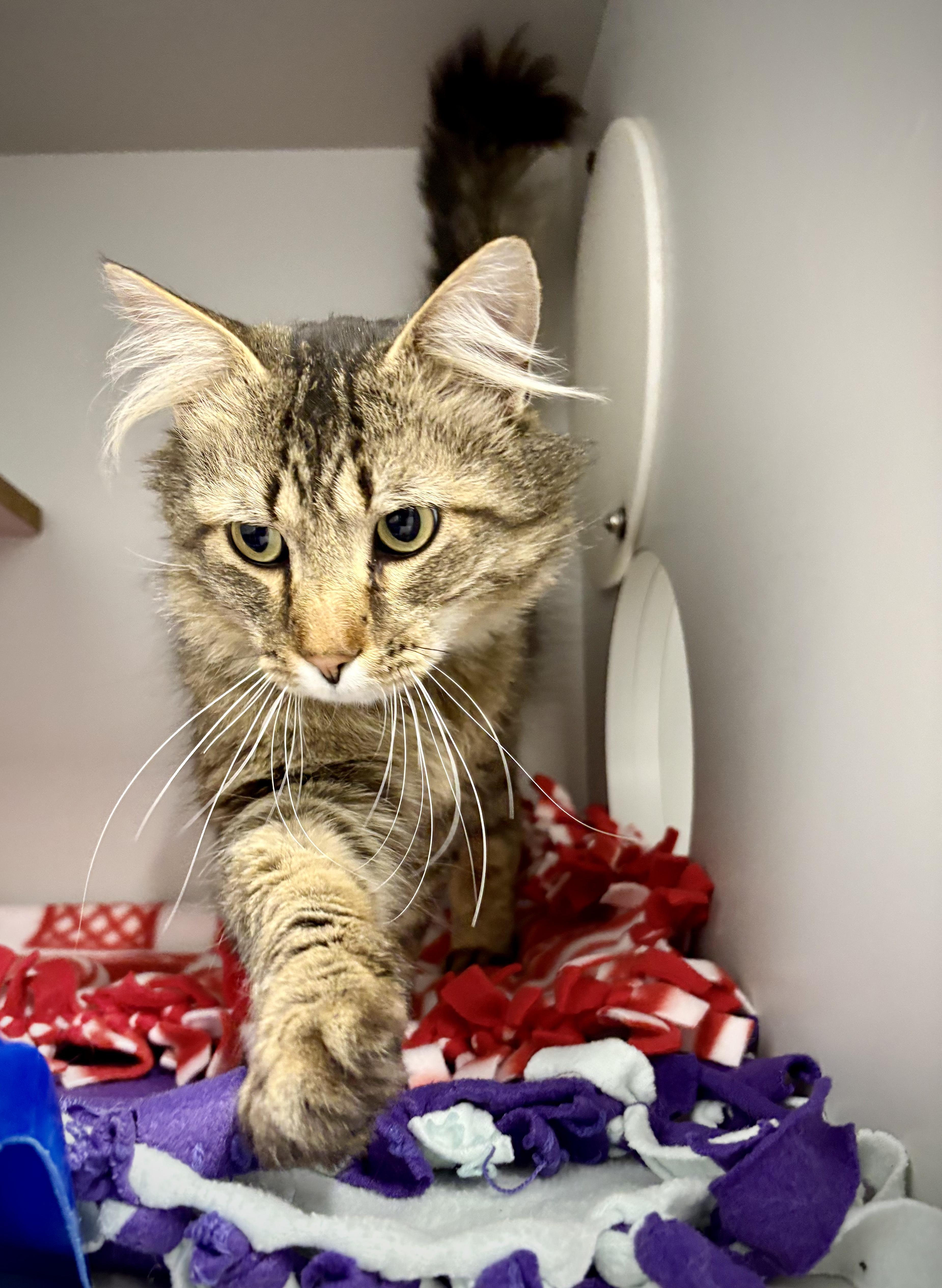 Tigger - At Petsmart, a ADOPTABLE Domestic Long Hair in Kalamazoo, MI image 4/5