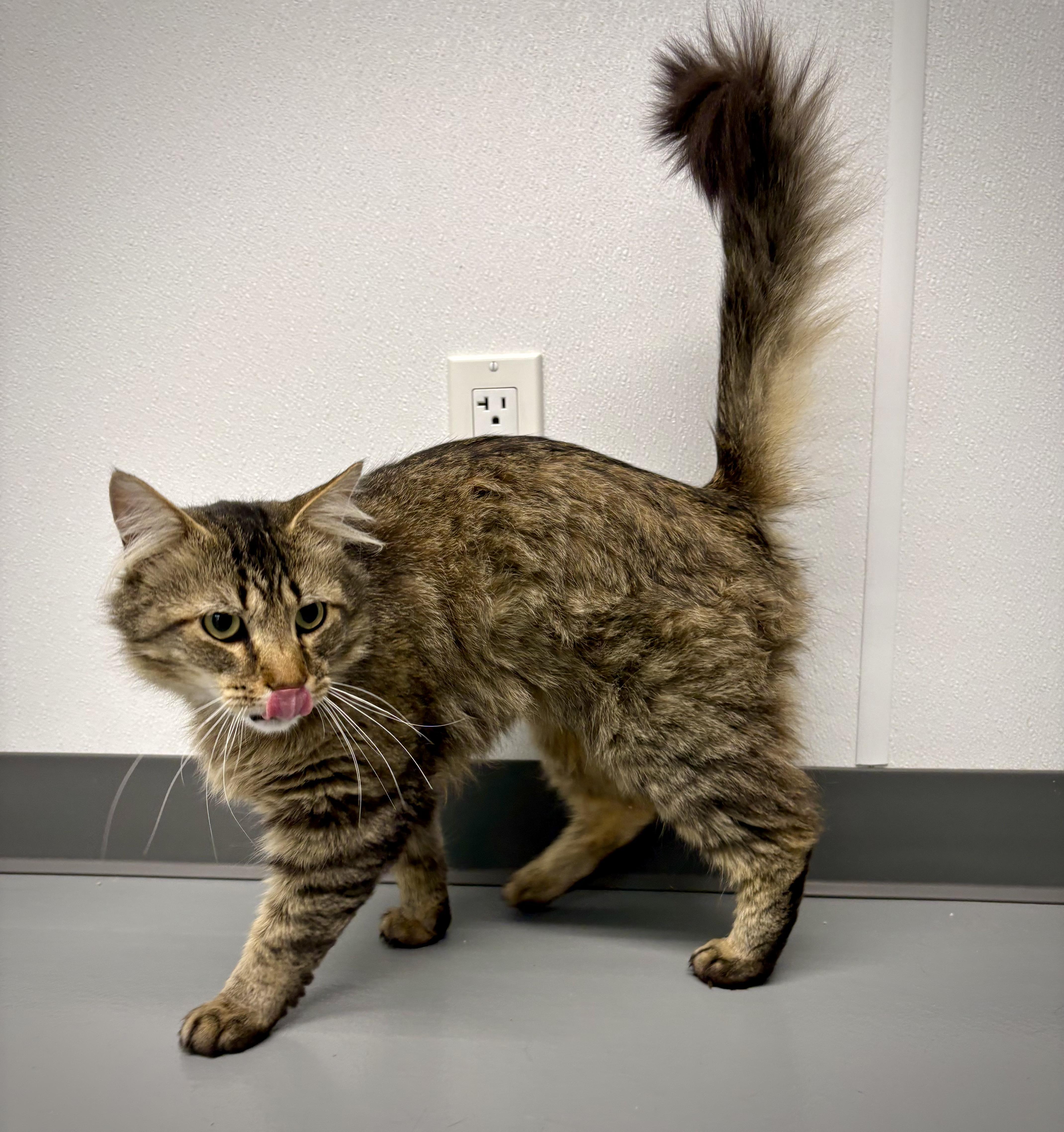 Tigger - At Petsmart, a ADOPTABLE Domestic Long Hair in Kalamazoo, MI image 3/5