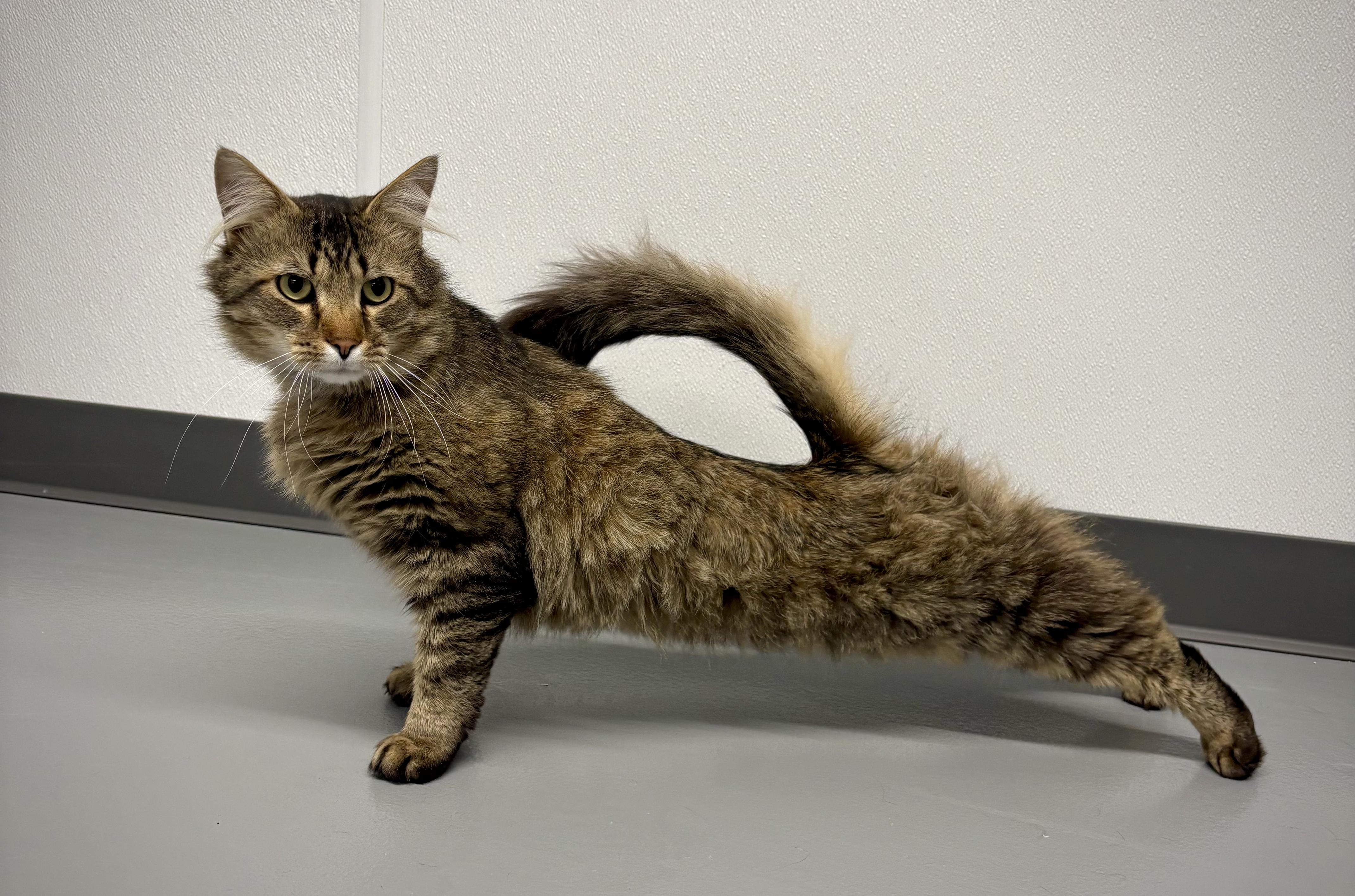 Tigger - At Petsmart, a ADOPTABLE Domestic Long Hair in Kalamazoo, MI image 2/5