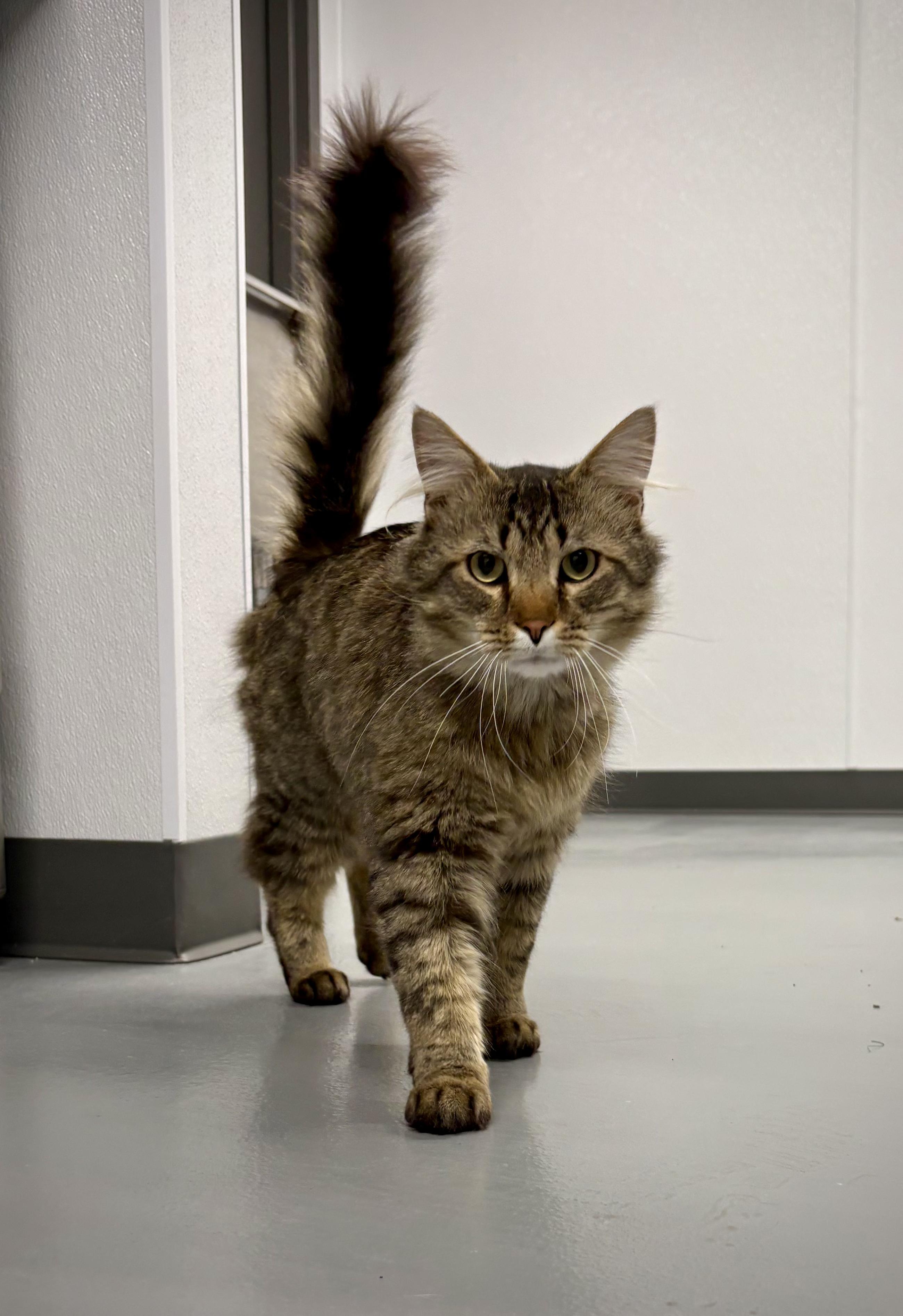 Tigger - At Petsmart, a ADOPTABLE Domestic Long Hair in Kalamazoo, MI image 1/5