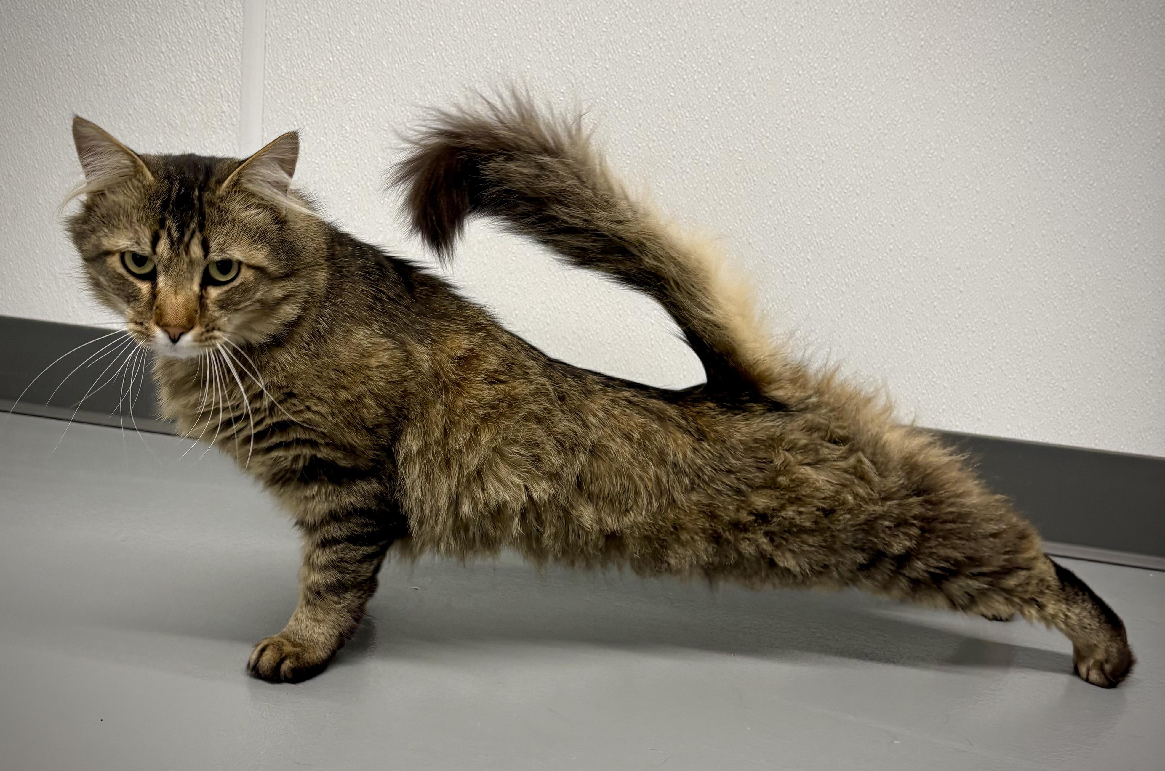 Tigger - At Petsmart, a ADOPTABLE Domestic Long Hair in Kalamazoo, MI image 5/5