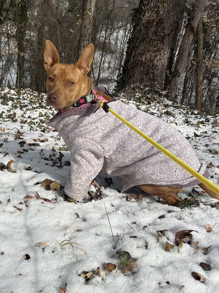 Enlarge Sammy, a Adoptable Mixed Breed in Marshall, NC image 6/6