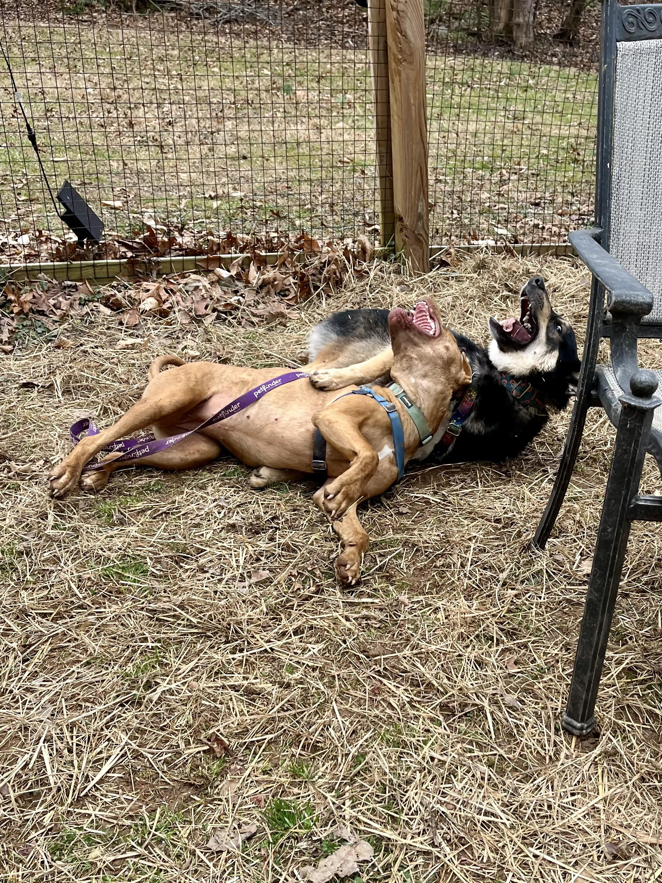 Enlarge Sammy, a Adoptable Mixed Breed in Marshall, NC image 5/6