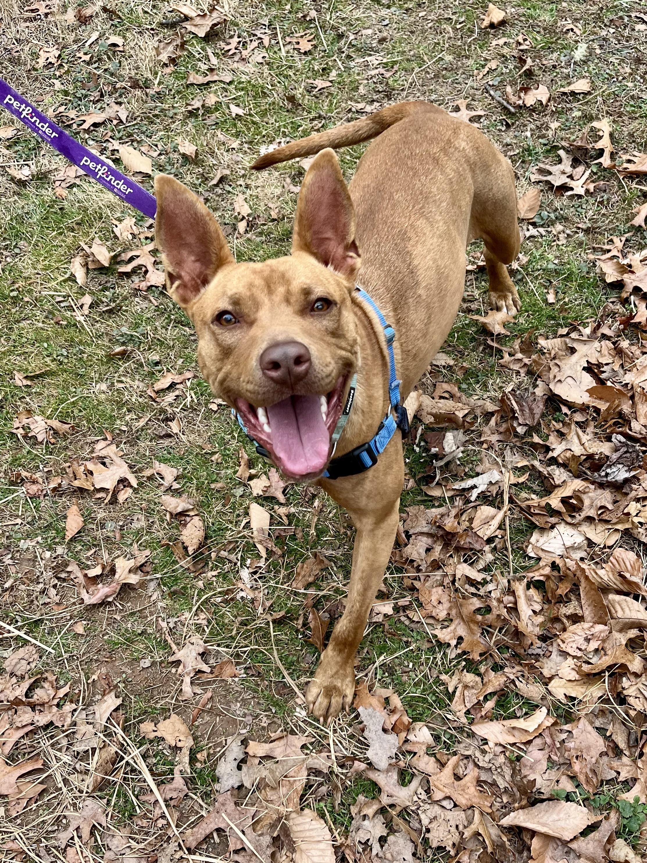 Enlarge Sammy, a Adoptable Mixed Breed in Marshall, NC image 2/6