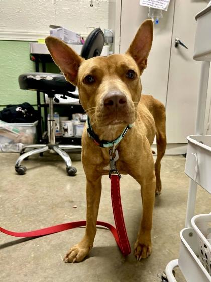 Sammy, Adoptable, Young Female Mixed Breed.