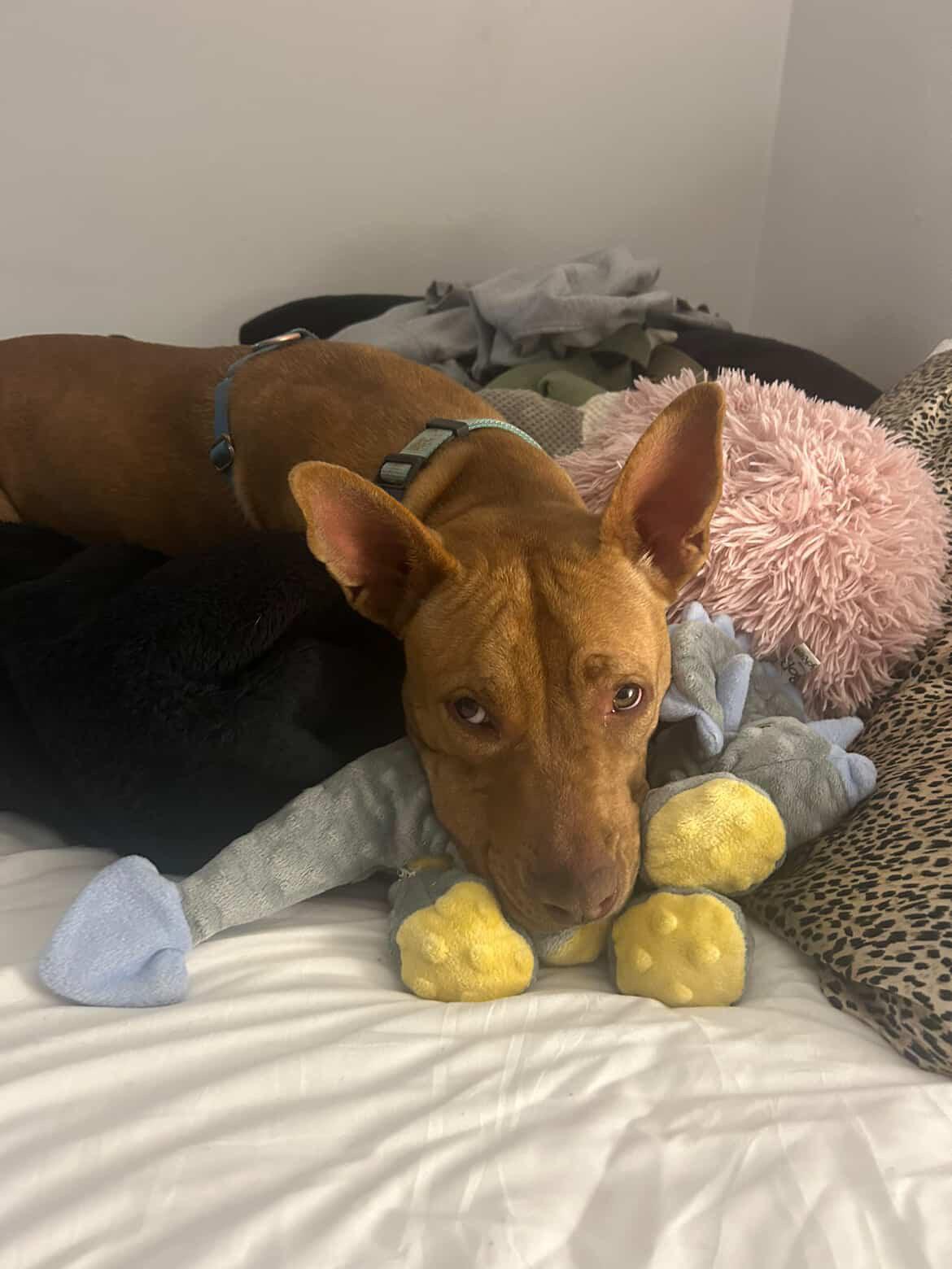 Sammy, Adoptable, Young Female Mixed Breed.