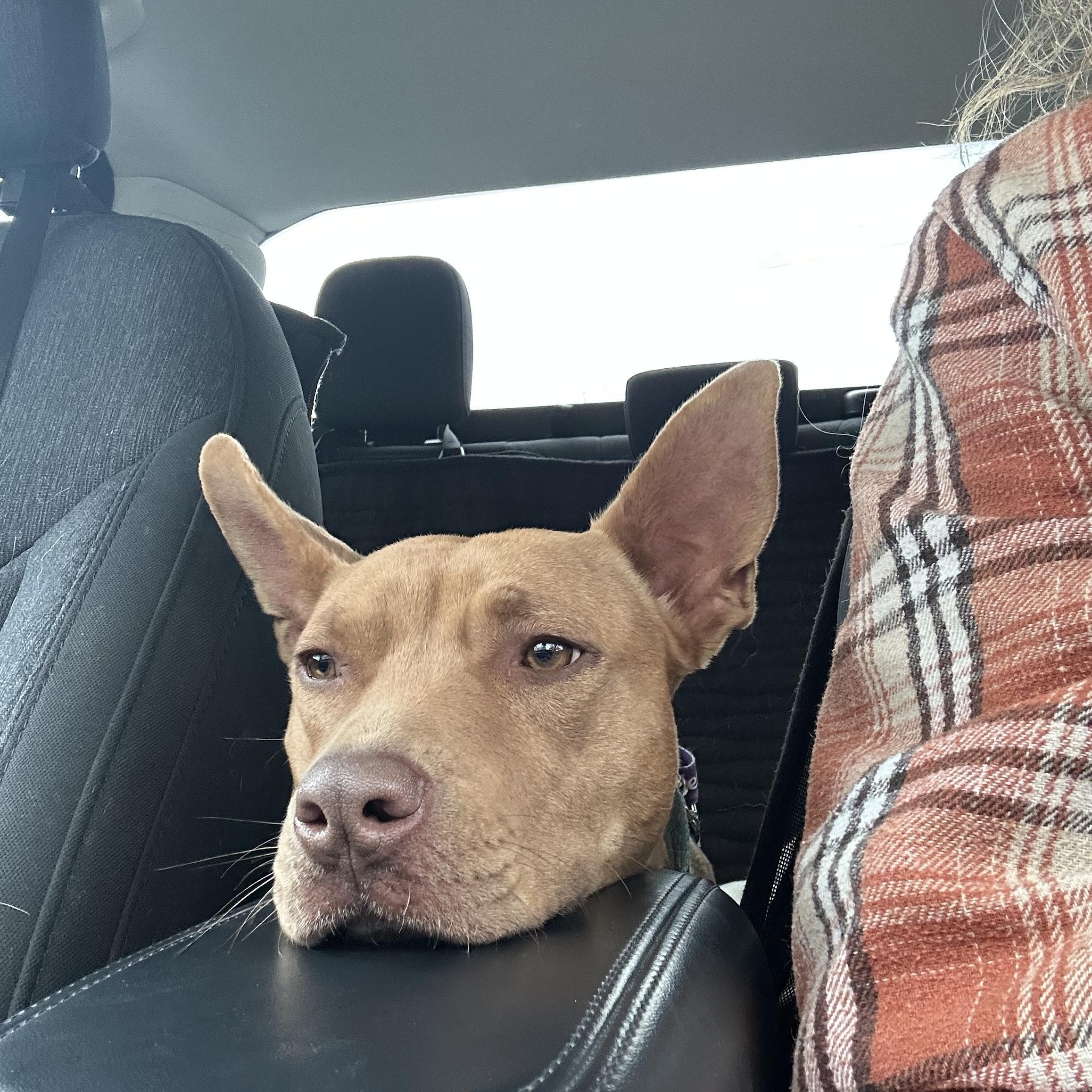 Enlarge Sammy, a Adoptable Mixed Breed in Marshall, NC image 1/6