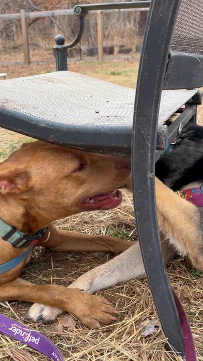 Enlarge Sammy, a Adoptable Mixed Breed in Marshall, NC video 6/6