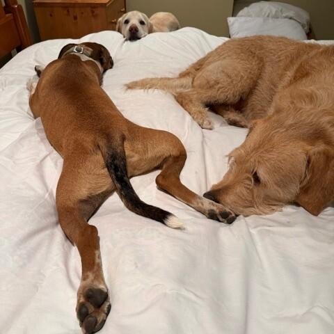 Bam Bam Your Draft Pick — thumbnail 4