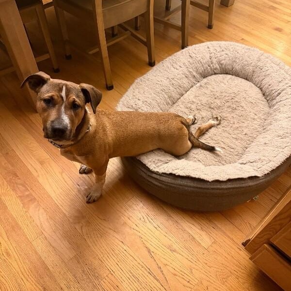 Bam Bam Your Draft Pick — thumbnail 5