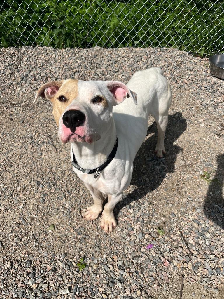 Enlarge Bugsy, a Adoptable mixed breed in Virginia, MN image 1/1