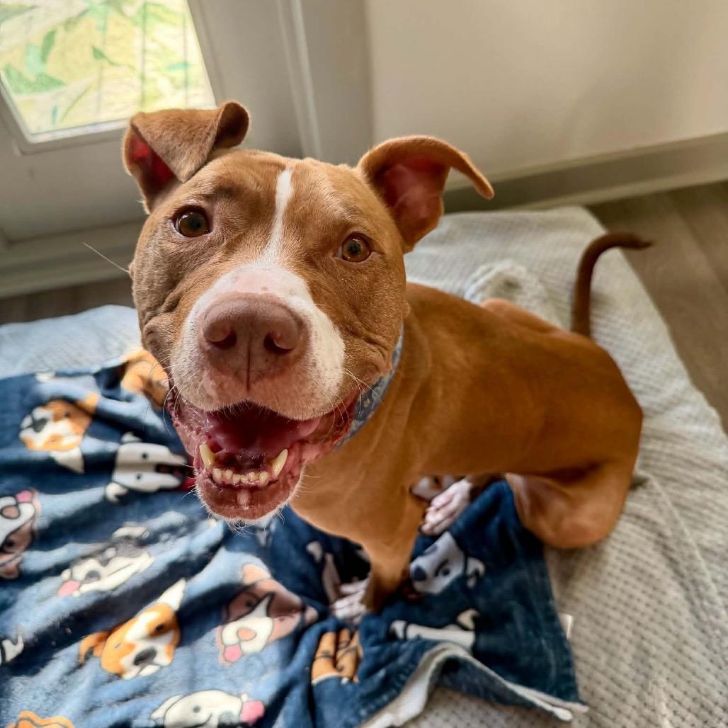 Winifred (Reduced Rover), a Adoptable mixed breed in New Orleans, LA image 1/6