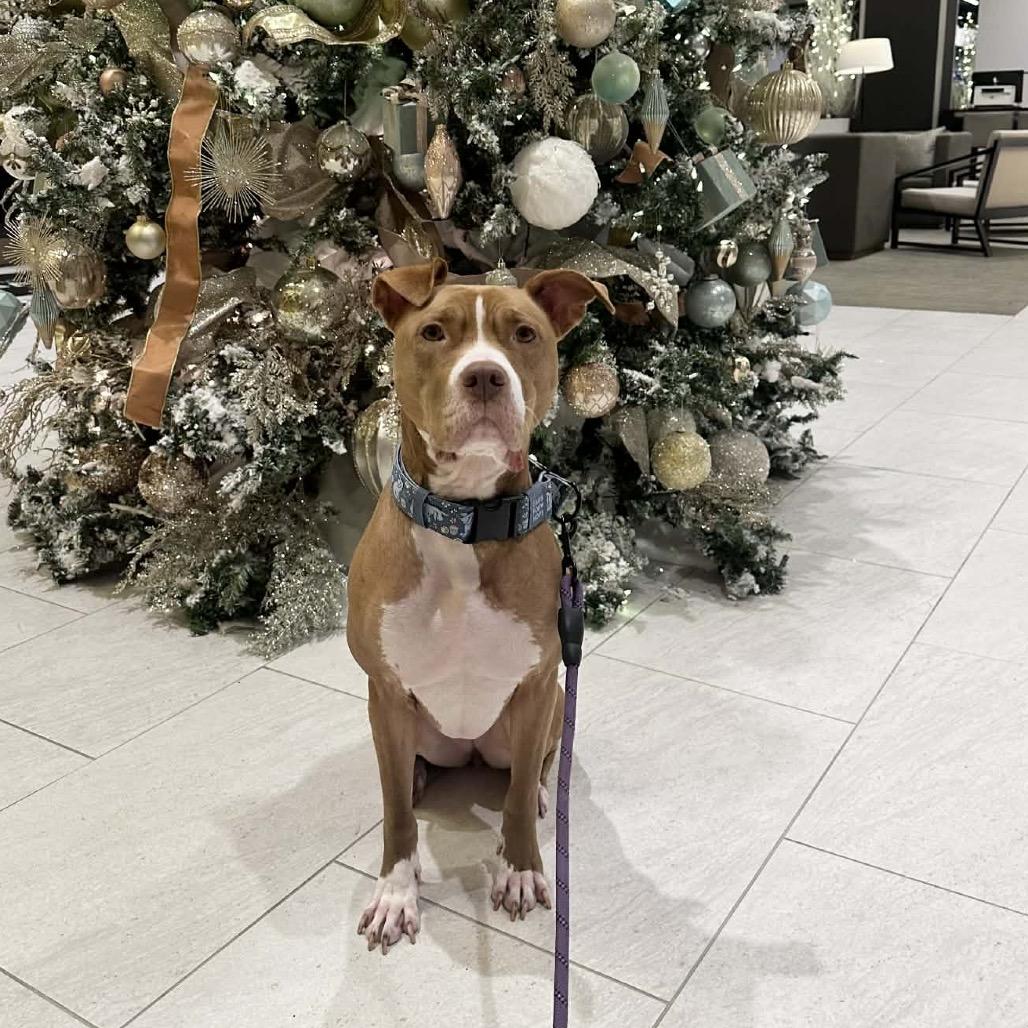 Enlarge Winifred (Reduced Rover), a Adoptable mixed breed in New Orleans, LA image 1/6