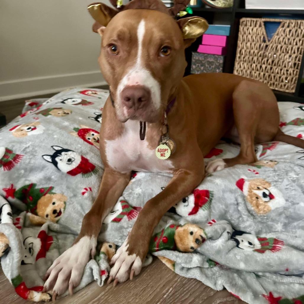 Winifred (Reduced Rover), Adoptable, Adult Female Pit Bull Terrier.