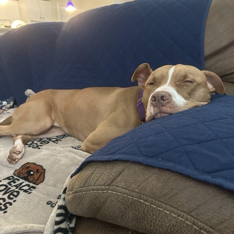 Winifred (Reduced Rover), a Adoptable mixed breed in New Orleans, LA image 2/6