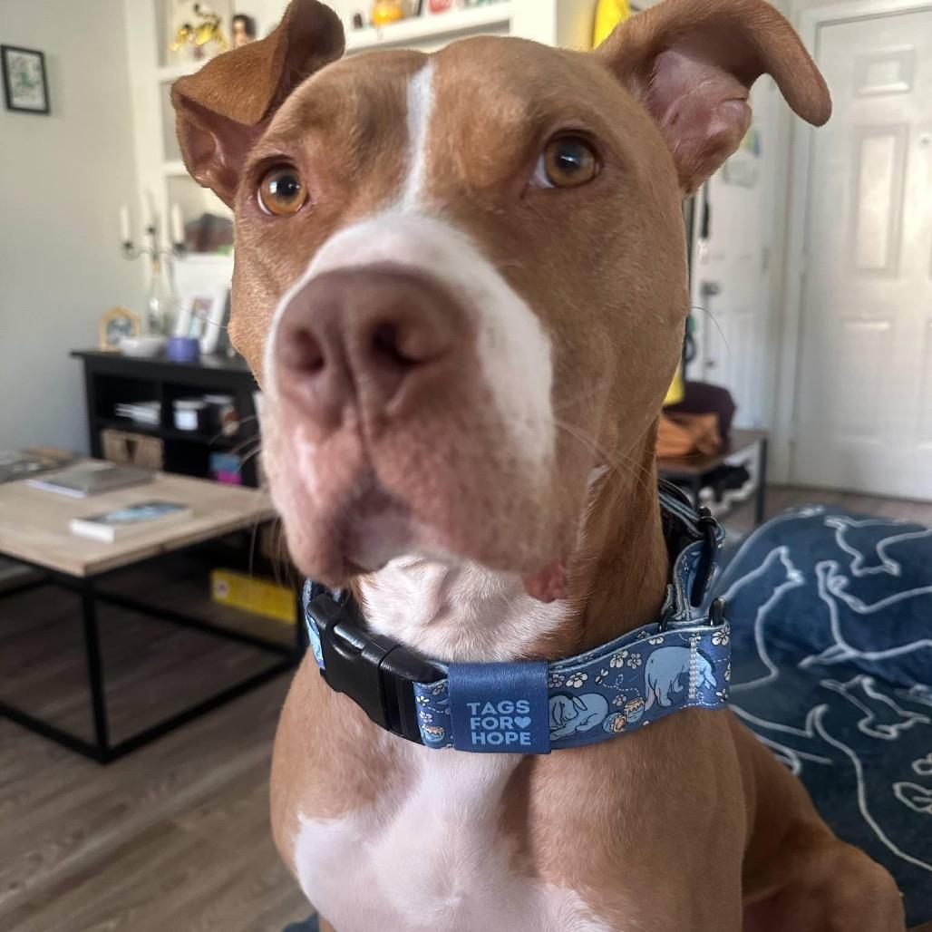 Winifred (Reduced Rover), a Adoptable mixed breed in New Orleans, LA image 4/6