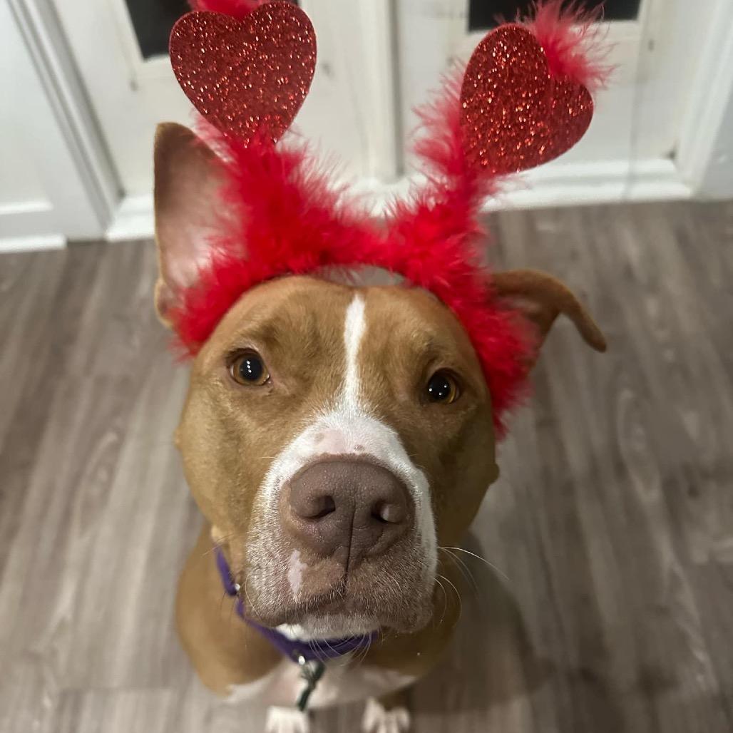 Enlarge Winifred (Reduced Rover), a Adoptable mixed breed in New Orleans, LA image 2/6