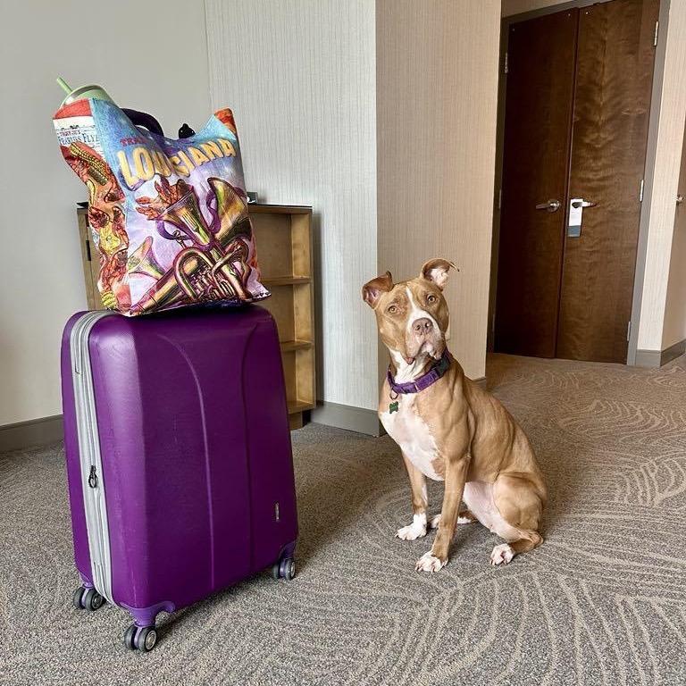 Winifred (Reduced Rover), a Adoptable mixed breed in New Orleans, LA image 5/6