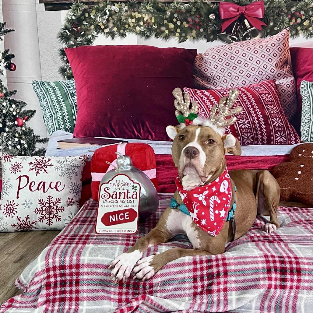 Winifred (Reduced Rover), Adoptable, Adult Female Pit Bull Terrier.