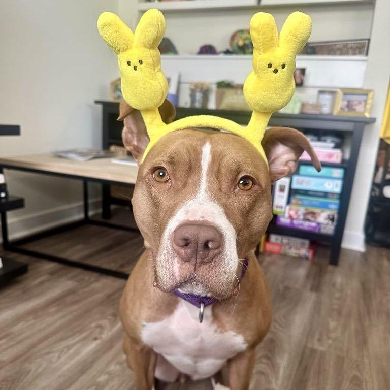 Winifred (Reduced Rover), a Adoptable mixed breed in New Orleans, LA image 6/6