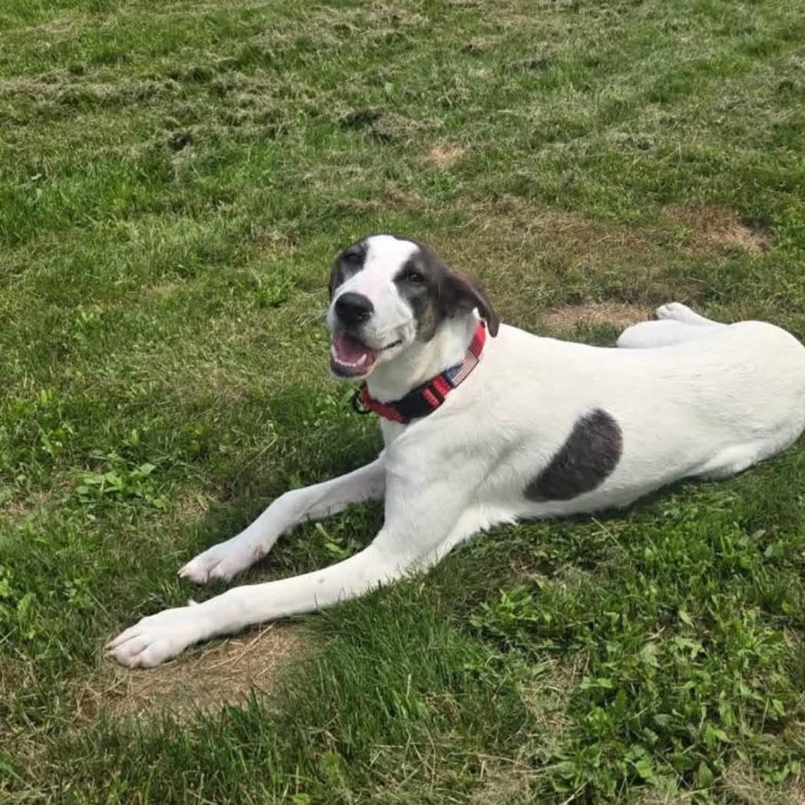 Elm, ADOPTABLE, Young Male Anatolian Shepherd.